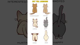 Download lagu Cat Tail Language - Cat Tail Meaning Body Language mp3 Download lagu Cat Tail Language - Cat Tail Meaning Body Language mp3
