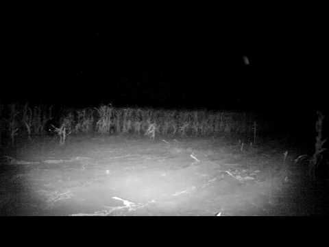 Doxmand Dual ultrahangos vadriasztó - A duplacsövű - VIDEÓ a készülék hatásáról