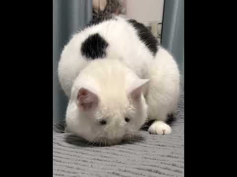 Strange-looking cats #cat #funnycat #cats #funnyvideos #fyp