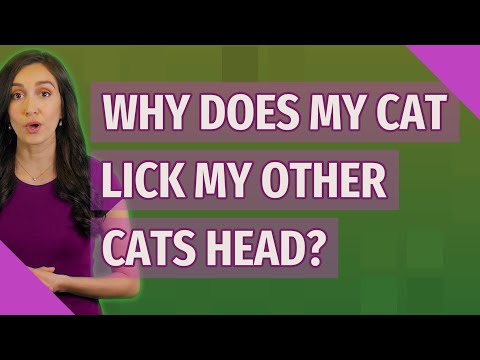 Why does my cat lick my other cats head?