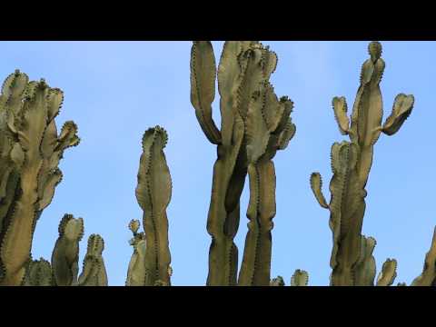 Looking Up At Trees No. 9: Candelabra tree (Euphorbia candelabrum)