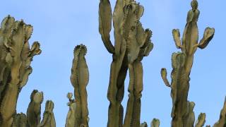 Looking Up At Trees No. 9: Candelabra tree (Euphorbia candelabrum)
