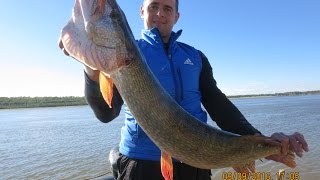 Ловля щуки осенью в отвес