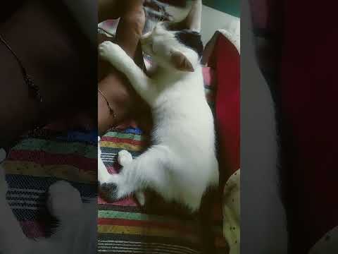 Music#cat #tejas #catlover #