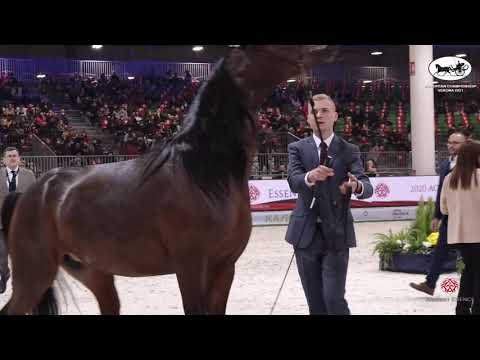 N 98 PETULA   European Championship 2021   VERONA   Mares 7 9 Years Old Class 7