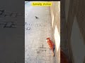 Cat Hunting Bird Cat Catching Bird ‍ Cats Catvideos Shorts