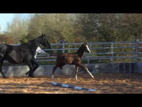 Taubengeist von Mount Etna xx - Biotop - Intervall xx geb. 11.09.2020