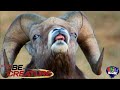 Be The Creature Expedition Bighorn Akili Kids
