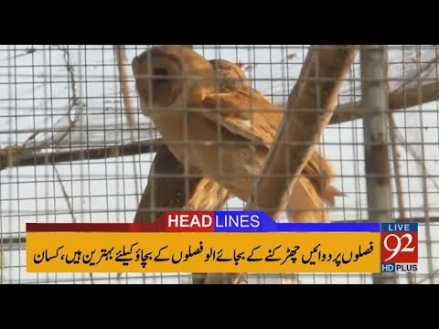 92 News Headlines 12:00 PM - 11 October 2017 - 92NewsHDPlus
