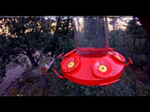 11 20 2015, Rufous Hummingbird At West Texas Feeder