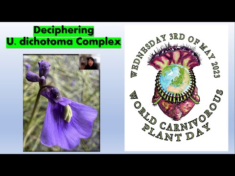 Decifrando o Complexo U. dichotoma