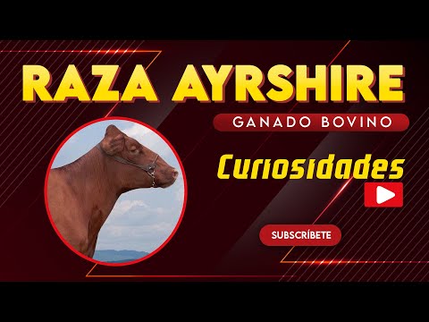 , title : '🏆 RAZA AYRSHIRE 🔴 CURIOSIDADES DE LA RAZA ✅ Vacas Lecheras Gado Leitero'