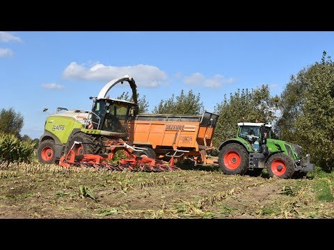 Claas Jaguar 970-type 498 - Loonw. Claeys Willem - mais hakselen