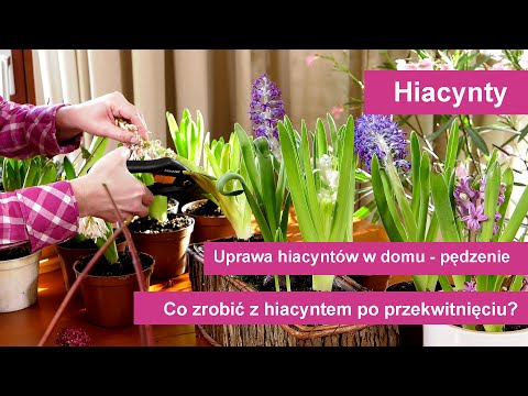 , title : 'Hiacynty - Jak uprawiać hiacynty w domu? Co zrobić z hiacyntem po przekwitnięciu?'
