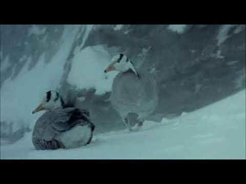 Le peuple migrateur Jacques Perrin, 2001 fr 2