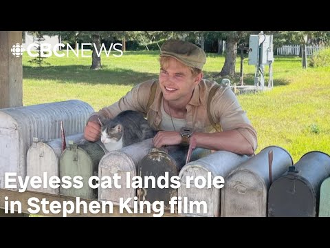 How this eyeless cat landed a role in Manitoba-shot Stephen King film