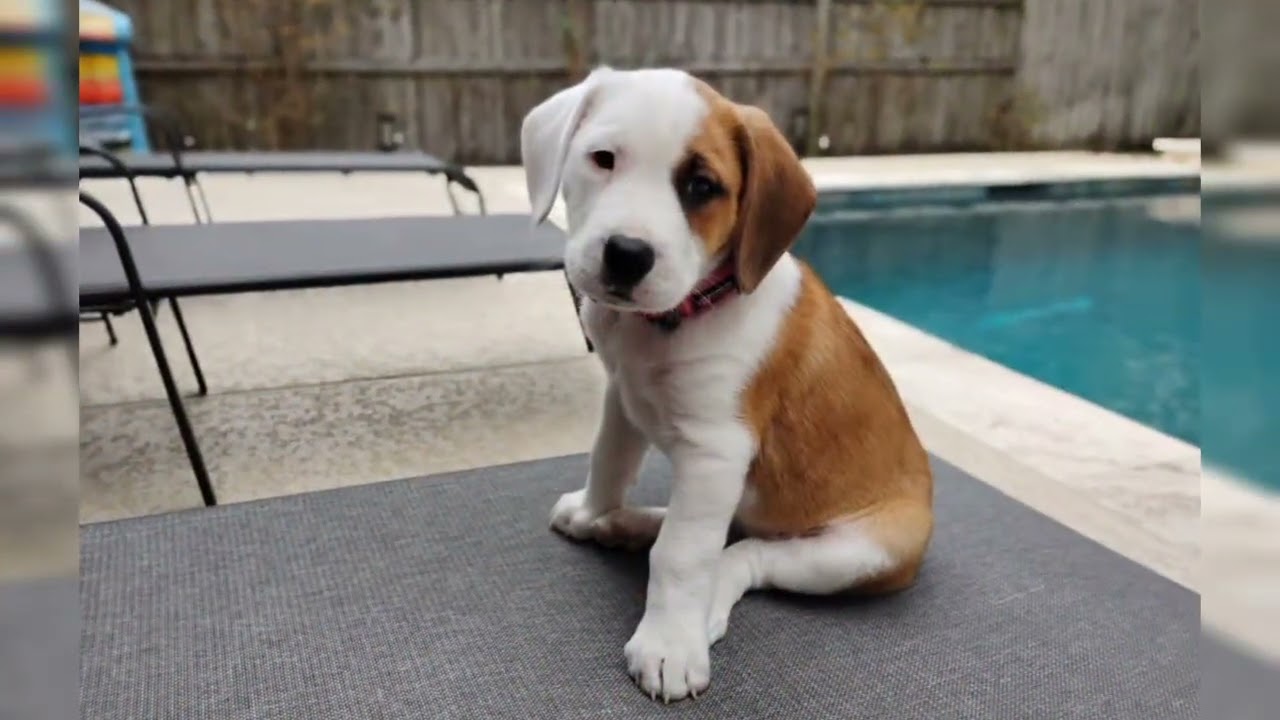 Enlarge Bonnie, a Adoptable mixed breed in Ann Arbor, MI video 6/6