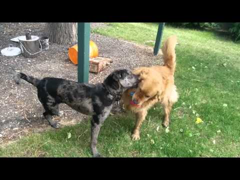 Sancho the Catahoula puppy and Kuma the dog