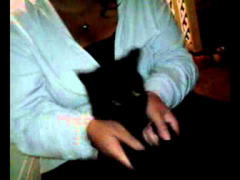 Kitty cat zombie dance