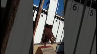 Encierros 2022 Villanueva del pardillo ( SUSTO CORRALES )