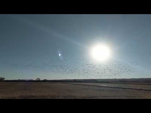 Sand Hill Cranes come by the thousands for the winter.