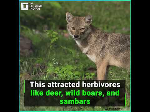 How This Maharashtra Village Transformed Barren Land Into Luscious Forest