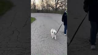 Video preview image #1 Mutt Puppy For Sale in Germantown, OH, USA