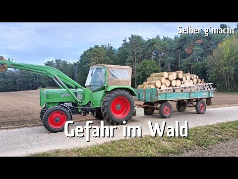 Spruce lies across at a height of 15 m