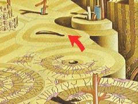 The Structure of Bone « Medical Radiology - Canada, Winnipeg