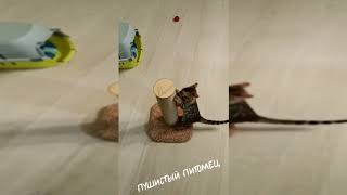 когтеточка и котик