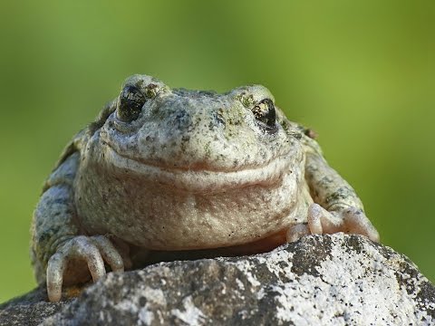 Faune et Flore : La grenouille et le crapaud - Documentaire animalier
