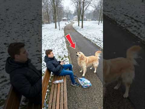 The smart dog did this to make this guy regret what he had done #goldenretriever #dogs #rescue