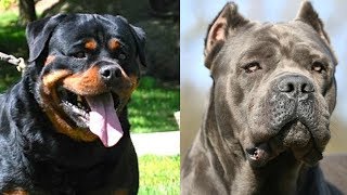 Top 10 mejores razas de perros guardianes 2da parte