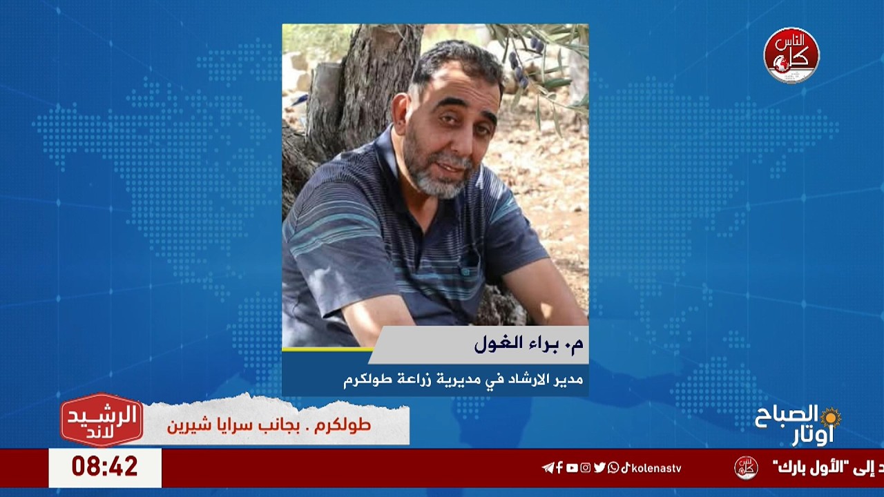 موسم الزيتون في طولكرم.. تحديات القطاف وأسرار جودة الزيت
