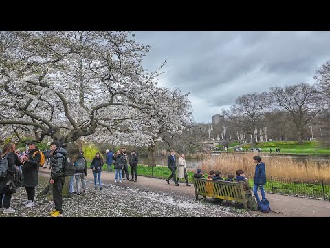 London Spring Walk 🌸 St James’s Park to South Bank incl. Cherry Blossoms [4K]
