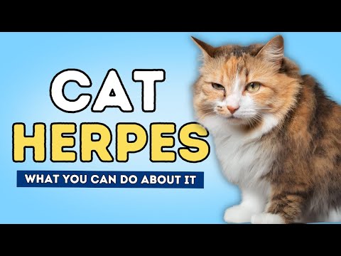 Cat Herpes: What It Is and What You Can Do About It - YouTube