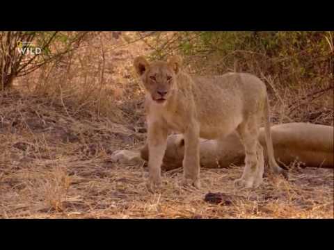 Nat Geo Wild: Африканские охотники 2 сезон 2 серия - Братья по оружию