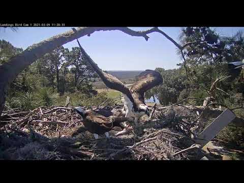 Female Osprey Calls In Big Fish, Males Takes Over Incubation Duties – March 9, 2021