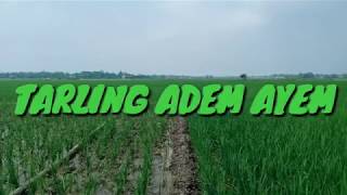 Download lagu Tarling adem ayem mp3 Download lagu Tarling adem ayem mp3