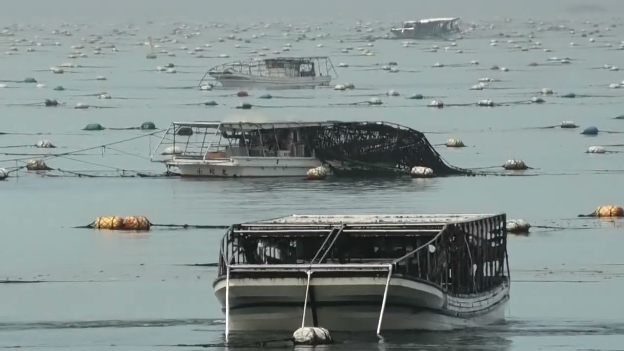 明石海苔刈り採り2026 4 5