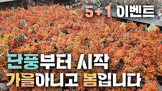 시간을 역주행해버리는 조팝나무 컬러감이 이정도였나요? 실시간 봄단풍 모습 공개!