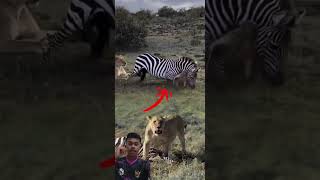 Download lagu Zebra vs Singa! Perlawanan Terakhir yang Bikin Tegang 😱 mp3