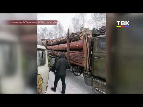 Незаконная рубка и коррупция: в суде — четверо обвиняемых, включая инспектора ДПС