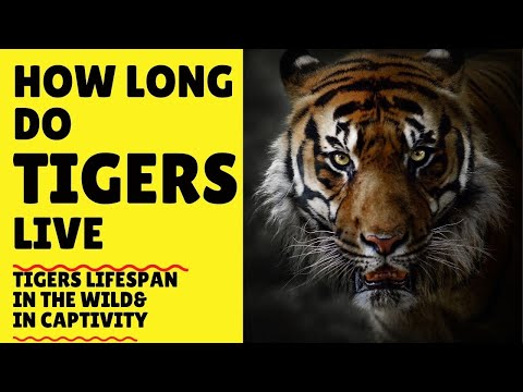 How Long Do Tigers Live - Tigers Lifespan