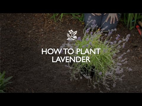 Lowes Lavendar