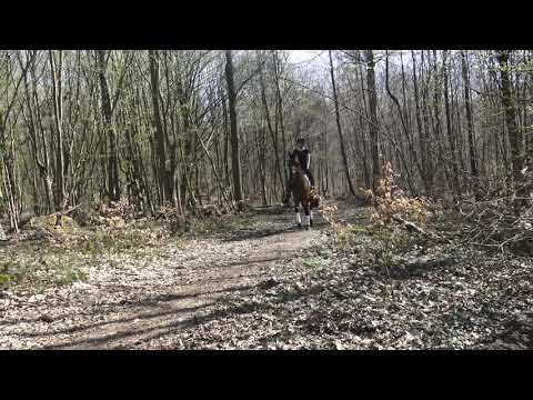 BM Sportpferde Morricone aus Quando Quando 15 04 21