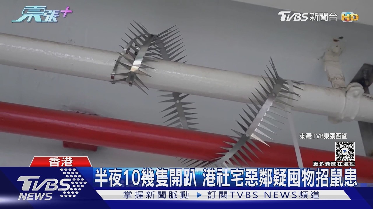 影音/香港70年社宅爆鼠患!肥老鼠狂奔滅不完 住戶控惡鄰囤物害的