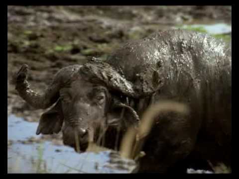 Wild Safari - A South African Adventure (2005) Official Trailer