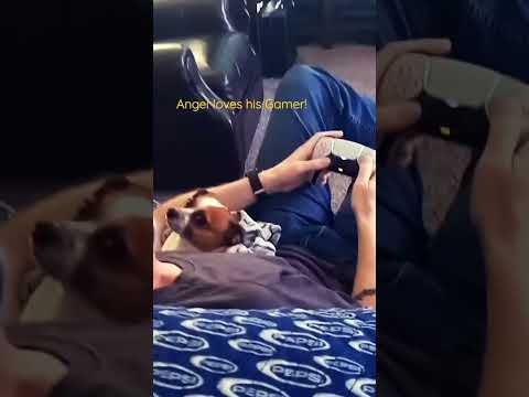 Angels are real. Here's Proof!