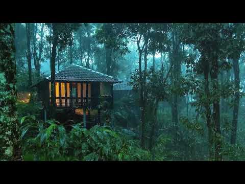 Дождь в туманном лесу для мгновенного сна .Звуки дождя и грома